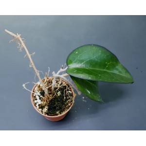 Hoya fusco marginata (N°1)