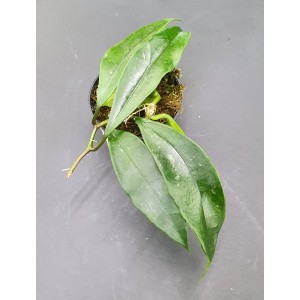 Hoya griffithii (N°1)