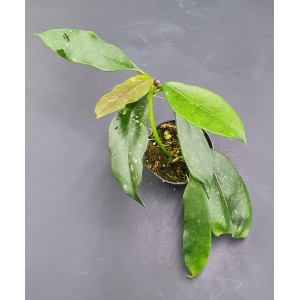 Hoya griffithii (N°2)