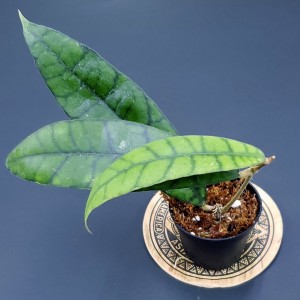 Hoya callistophylla 'Long leaves' (N°1)