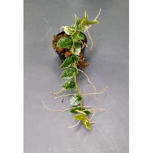 Hoya lacunosa 'Splash Leaf' (N°3)