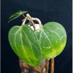 Hoya latifolia (N°2)