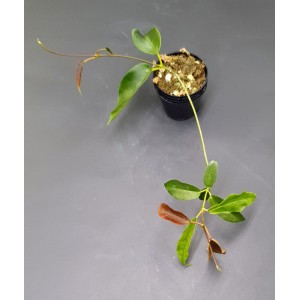 Hoya macgillivrayi (N°1)
