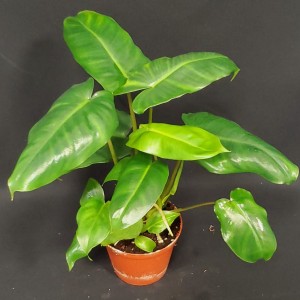 Philodendron 'Burle Marx' (N°2)