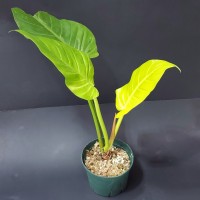 Philodendron giganteum (N°2)