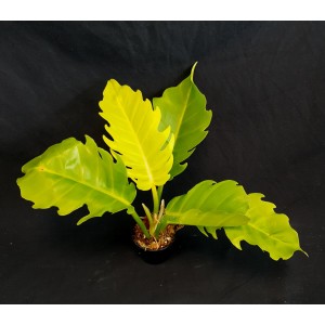 Philodendron 'Golden Serratum' (N°1)
