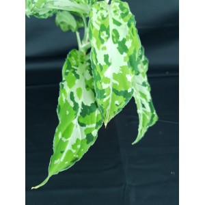 Aglaonema pictum 'Tricolor form E'