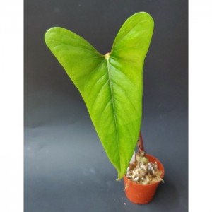 Anthurium aff. versicolor