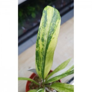 Anthurium vittarifolium 'Variegated'
