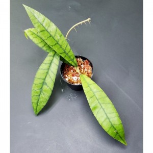 Hoya callistophylla 'Long leaves'