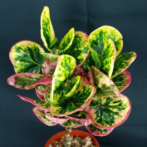 Codiaeum variegatum 'Pink Lady'