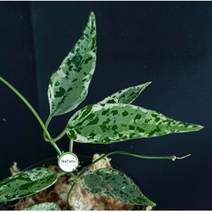 Dregea sinensis 'Variegata'
