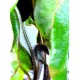 Elaphoglossum aff. crinitum