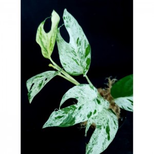 Epipremnum pinnatum 'Marble'