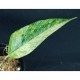 Epipremnum pinnatum 'Mint'