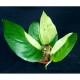Epipremnum pinnatum 'Phuket'