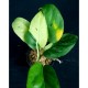 Epipremnum pinnatum 'Phuket'