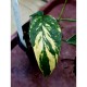 Epipremnum pinnatum 'Yellow Flame'