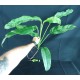 Epipremnum giganteum 'Mint'