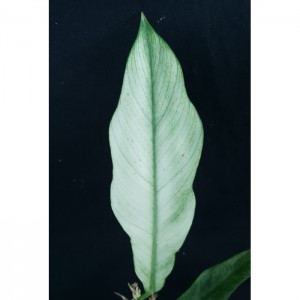 Philodendron 'Escape White'