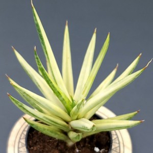 Sansevieria francisii 'Gold Spike'