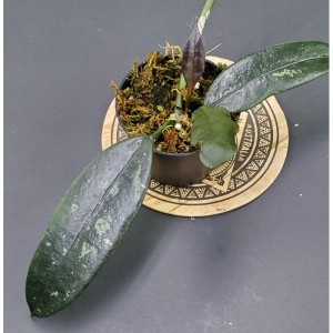 Hoya griffithii