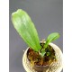 Hoya erythrina 'Long Leaf'