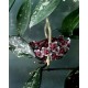 Hoya pubicalyx 'Royal Hawaiian'