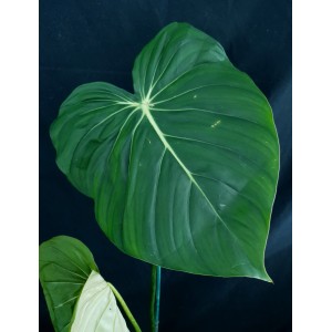 Philodendron 'McDowell'