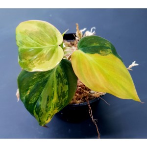 Philodendron micans 'Variegated'