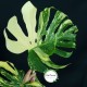 Monstera deliciosa 'Crème Brûlée'