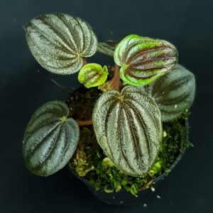 Peperomia sp. 'Colombia'