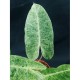 Philodendron 'Burle Marx Mint'