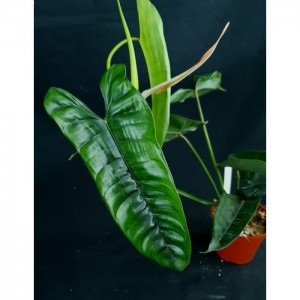 Philodendron 'Felix'