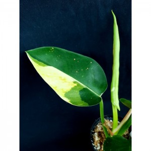 Philodendron 'Green Congo Variegated'