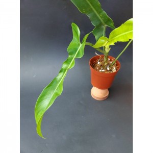 Philodendron 'Jerry Horne'