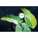 Philodendron 'Paraiso Verde Aurea Variegated'