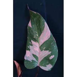 Philodendron 'Pink Princess Marble King'