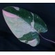 Philodendron 'Pink Princess Marble King'