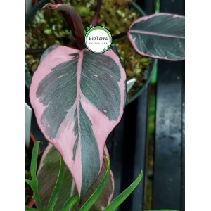 Philodendron 'Pink Princess Mutate'