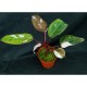 Philodendron 'Red Anderson'