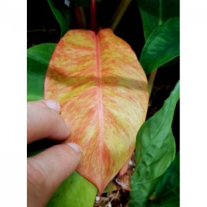 Philodendron 'Red Moon Marble'