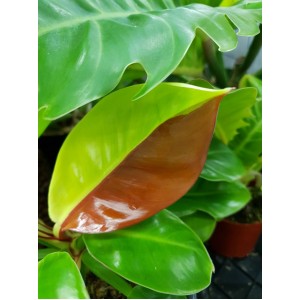 Philodendron 'Red Moon'