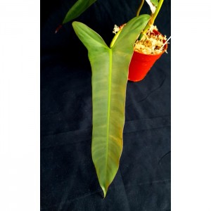 Philodendron 'Santa Leopoldina'