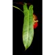 Philodendron 'Santa Leopoldina'
