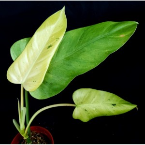 Philodendron 'Whipple Way'