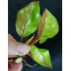Philodendron 'Yellow Flame'
