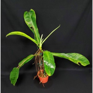 Philodendron aff. parvilobum