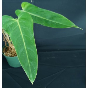 Philodendron bernardopazii