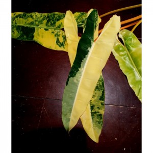 Philodendron billietiae 'Variegated'
